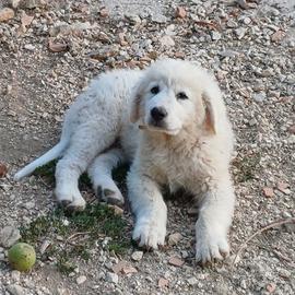 pastore maremmano abruzzese 