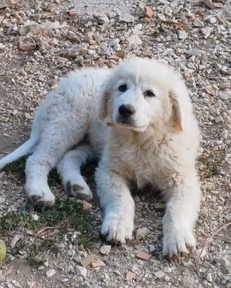 pastore maremmano abruzzese 