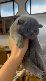 Gattini Scottish straight blue