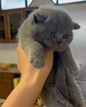 Gattini Scottish straight blue