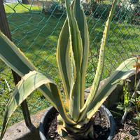 Pianta agave