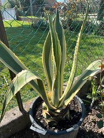 Pianta agave