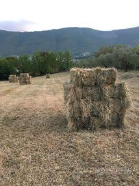 Fieno balle ballette, anche per pacciamatura