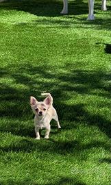 Chihuahua cucciolo