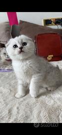 V.I.P Scottish fold/straight