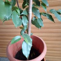Pianta Ficus Benjamina alta 1, 20cm larga 55