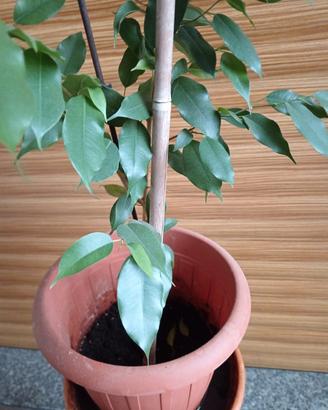 Pianta Ficus Benjamina alta 1, 30cm larga 60