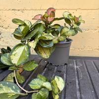 Hoya Australis Lisa Variegata pianta vera