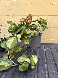 Hoya Australis Lisa Variegata pianta vera