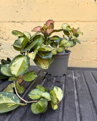 Hoya Australis Lisa Variegata pianta vera
