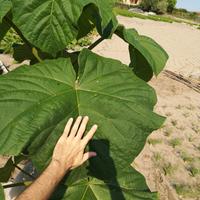 piantine paulonia paulownia cloni e elongata