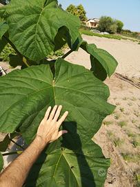piantine paulonia paulownia cloni e elongata