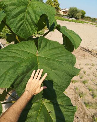 piantine paulonia paulownia cloni e elongata