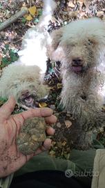 Lagotto romagnolo da tartufo