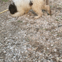 Cuccioli Lagotto romagnolo