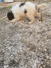 Cuccioli Lagotto romagnolo
