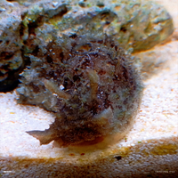 Dolabella lumaca marino
