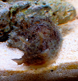 Dolabella lumaca marino