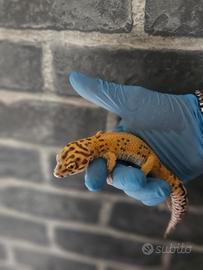 Geco leopardino