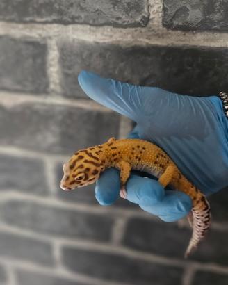 Geco leopardino