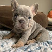 BULLDOG - BOULEDOGUE FRANCESE CUCCIOLI pag rate