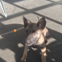 Pastore belga malinios