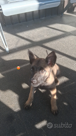 Pastore belga malinios