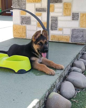 Cuccioli di pastore tedesco
