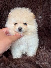 Volpino di Pomerania