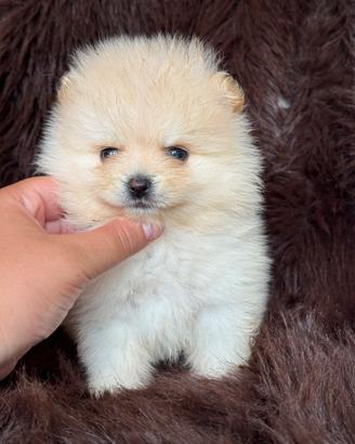 Volpino di Pomerania