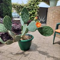 Opuntia Ficus-Indica (Fico d'india siciliano)
