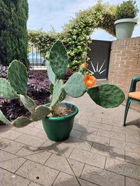 Opuntia Ficus-Indica (Fico d'india siciliano)