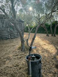 Uliveto con pozzo e recinzione