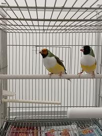 Diamante di gould