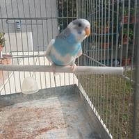 Cocorite