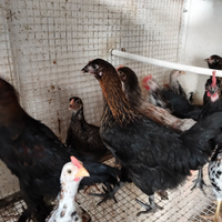 Cuccioli di galline