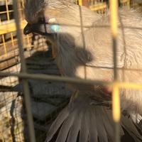 Esclusiva Gallina Moroseta