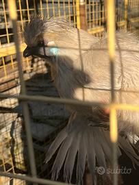 Esclusiva Gallina Moroseta