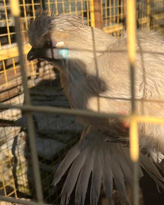 Esclusiva Gallina Moroseta