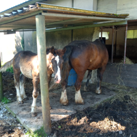 Cavalla TPR con puledro