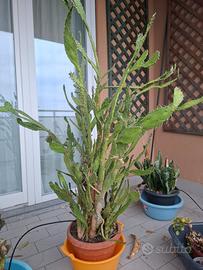 Pianta grassa