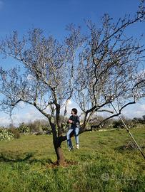 GIARDINIERE su commissione