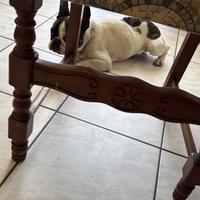 Bulldog francese