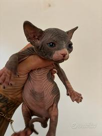 Cucciola Canadian Sphynx (possibile consegna)