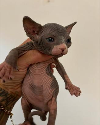 Cucciola Canadian Sphynx (possibile consegna)