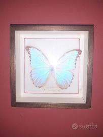 Quadro farfalla boliviana