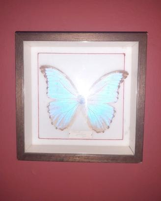 Quadro farfalla boliviana