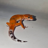 Geco Leopardino