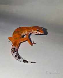 Geco Leopardino