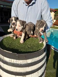 AMSTAFF BLUE cuccioli maschi